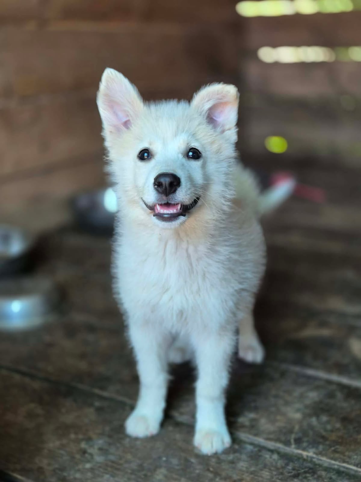 Balto