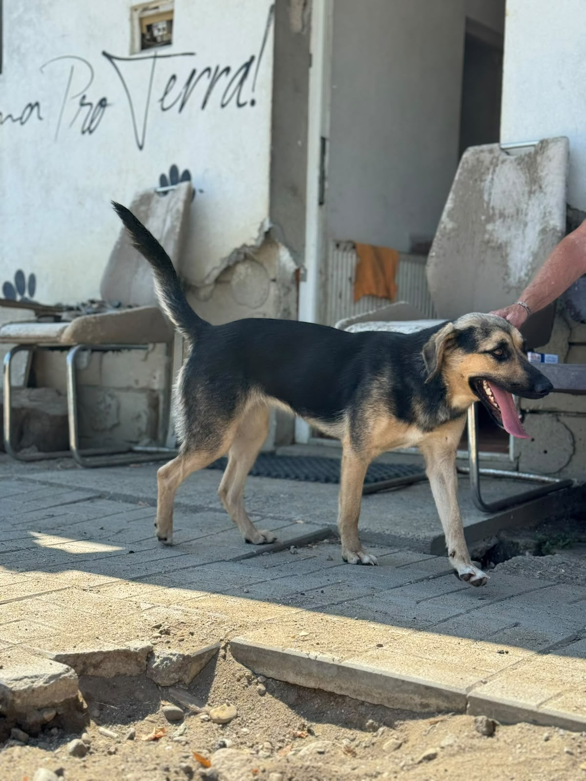 Suki Foto 2