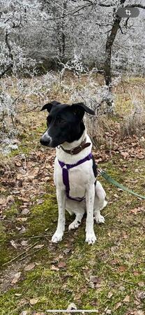 Heidi