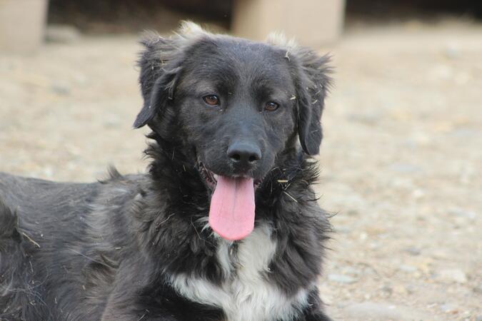 Suzannah