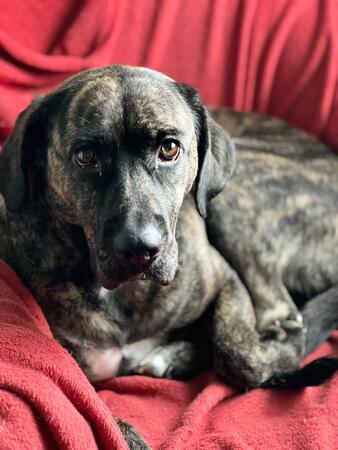 Xena