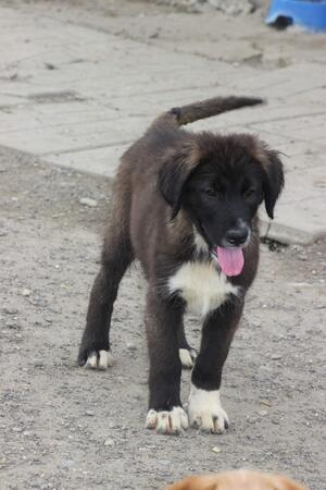 Tommi
