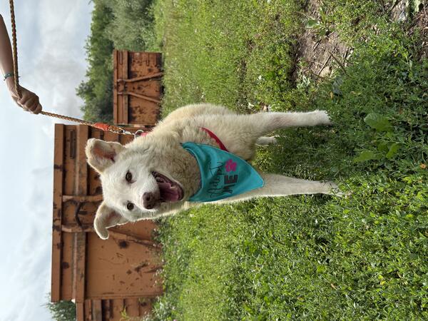 Hachika