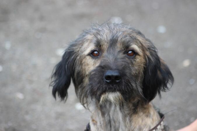 Wonka