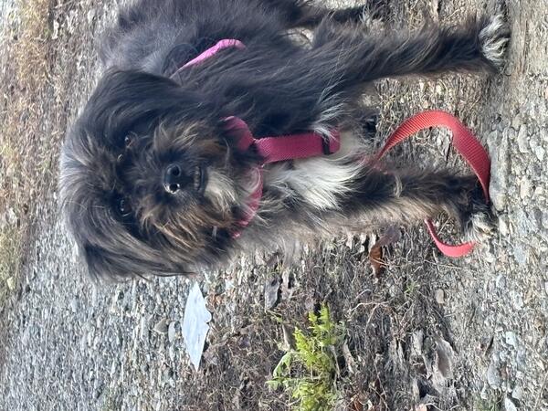 Suzette