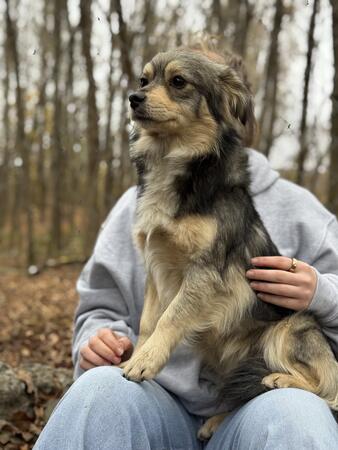 Scout