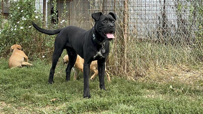 Onyx (Blind)