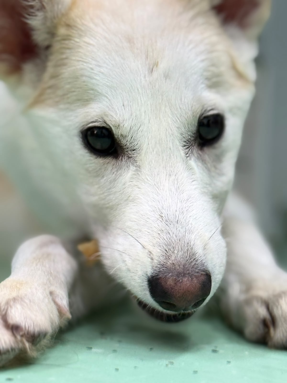 Dobby Foto 8