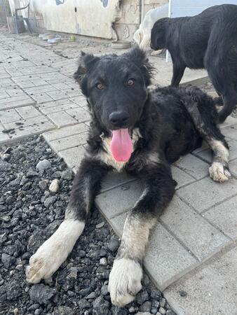 Auzi