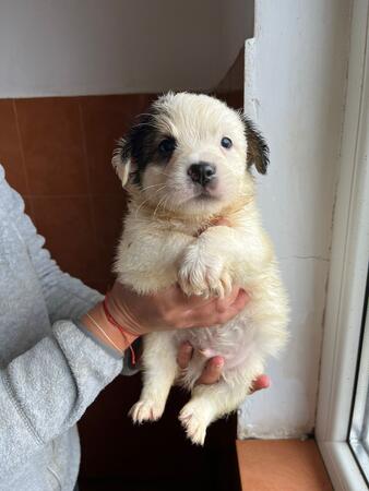 Leevi