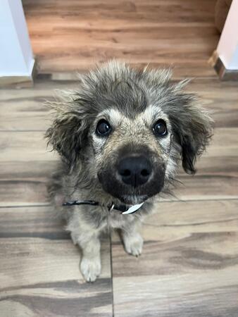 Arlo