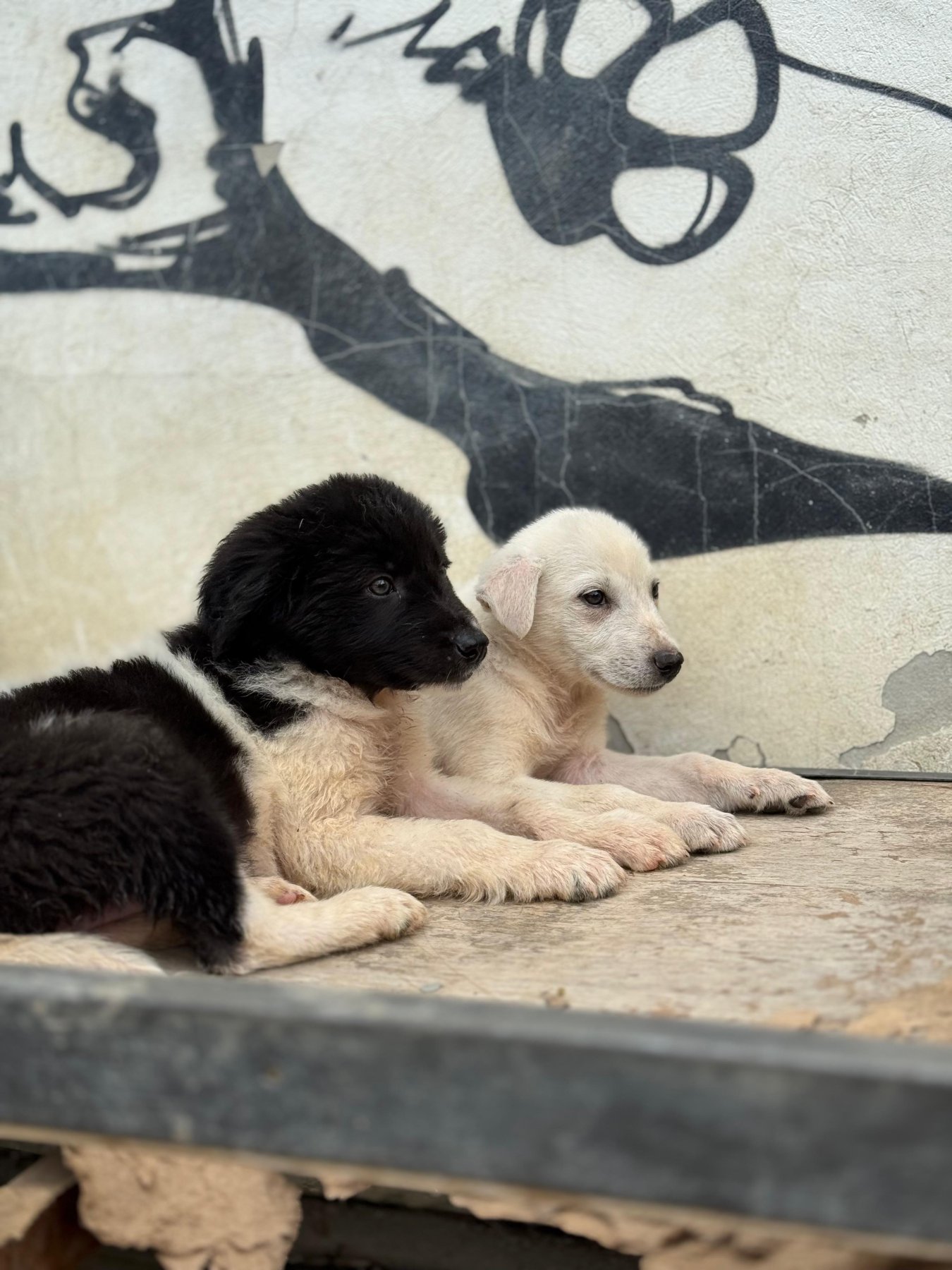 Idefix Foto 8