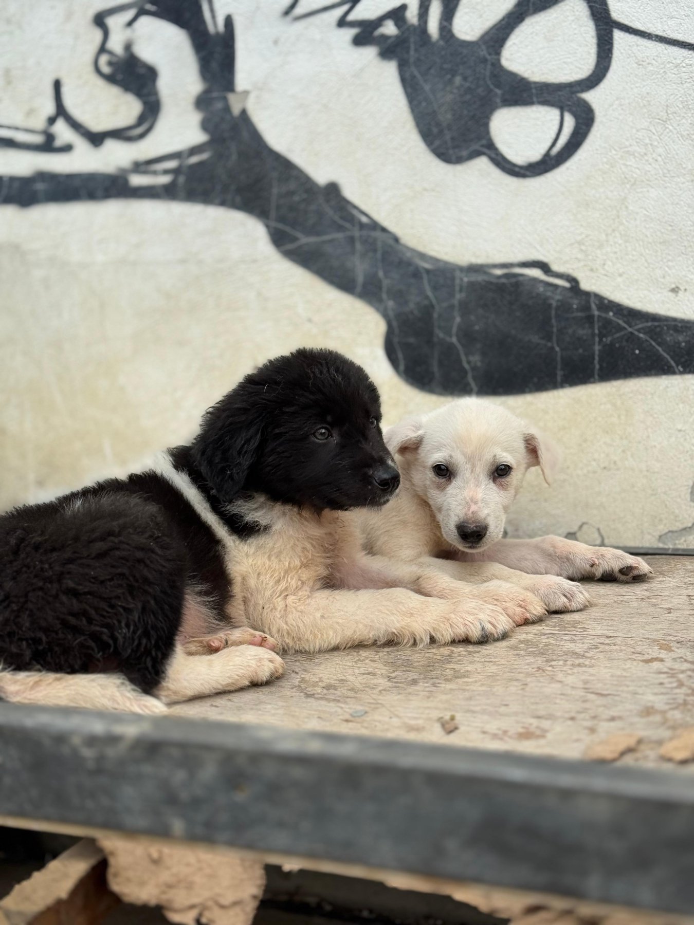 Idefix Foto 7