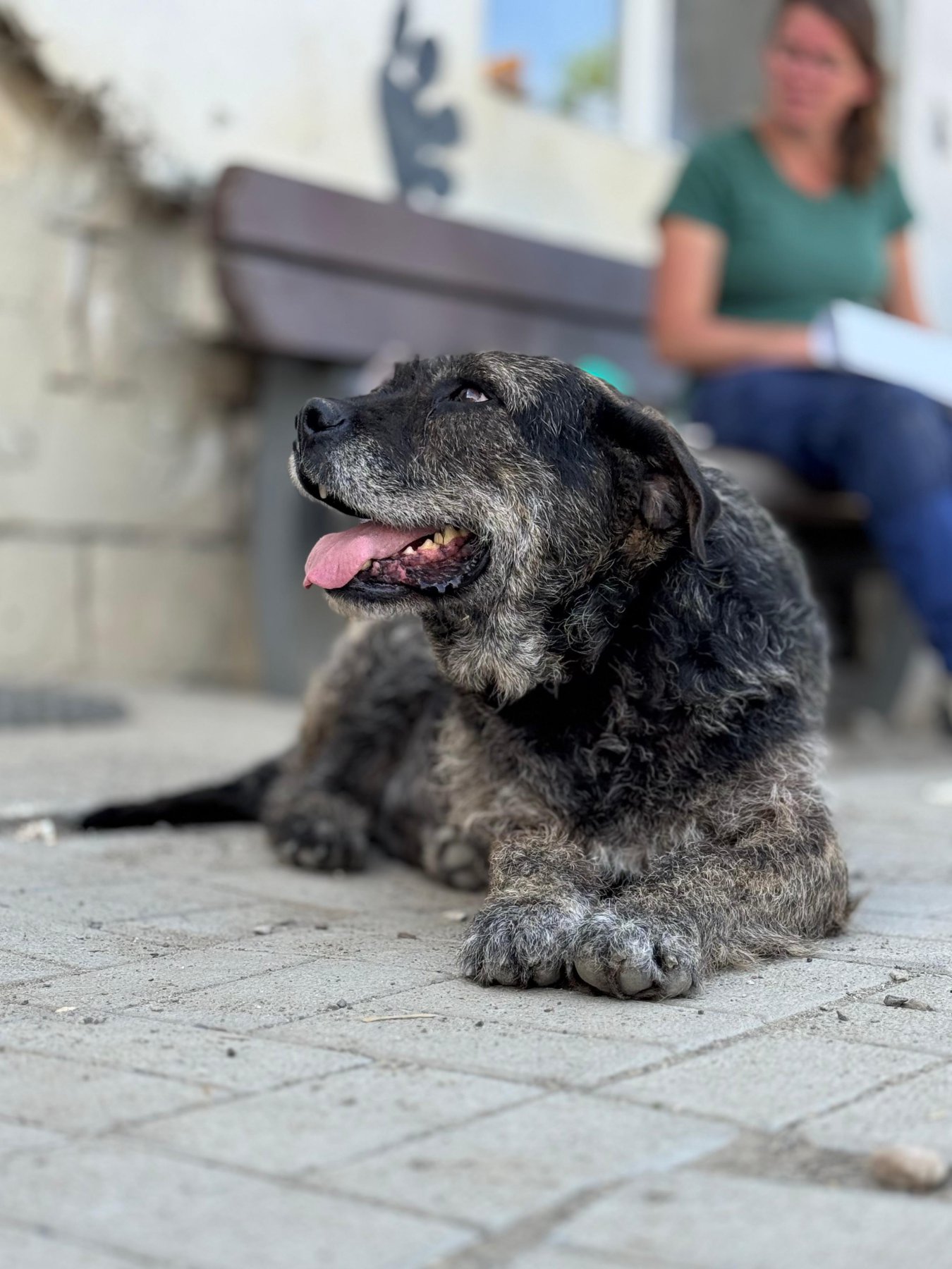 Mojo Foto 2