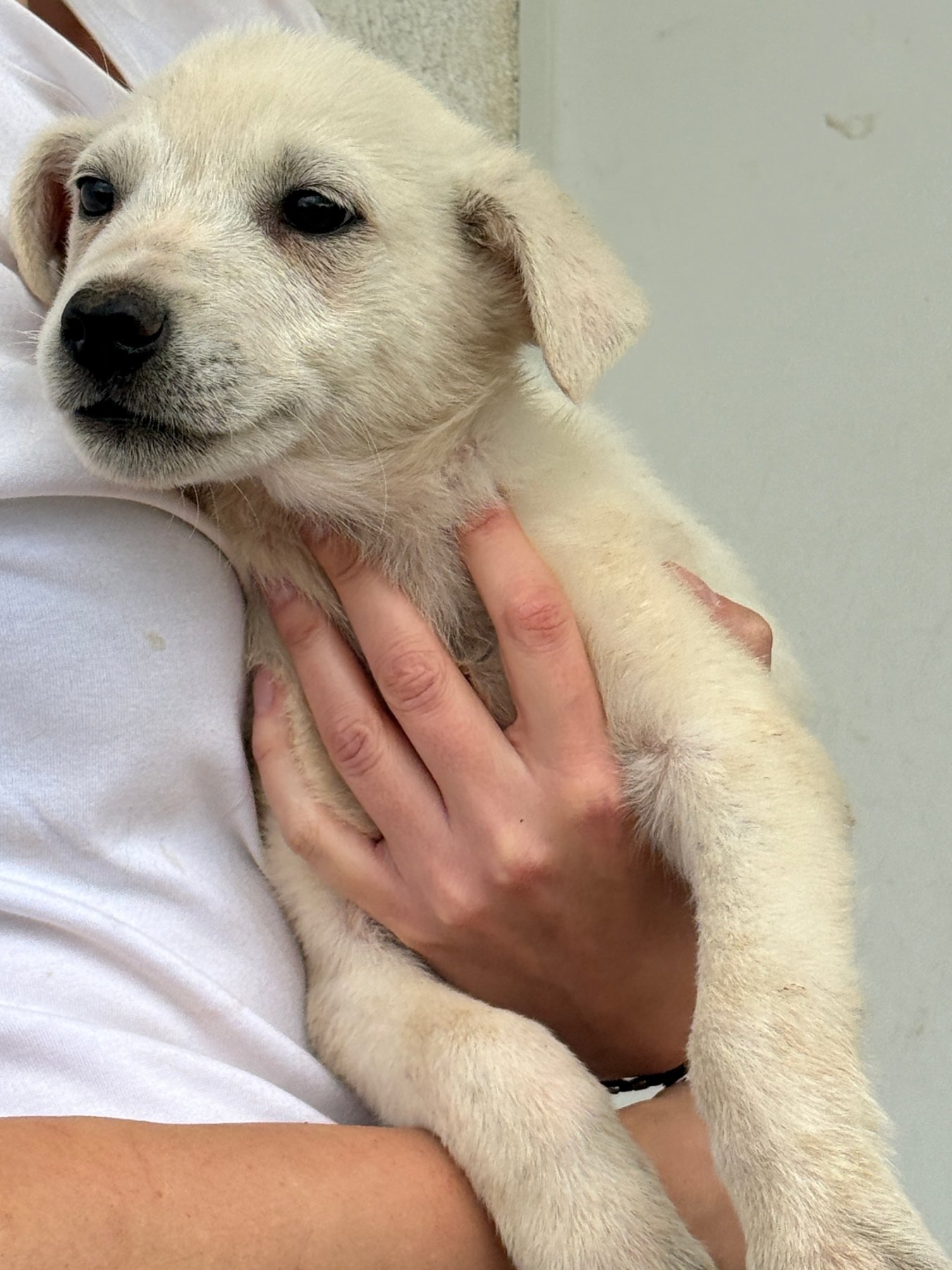 Idefix Foto 6