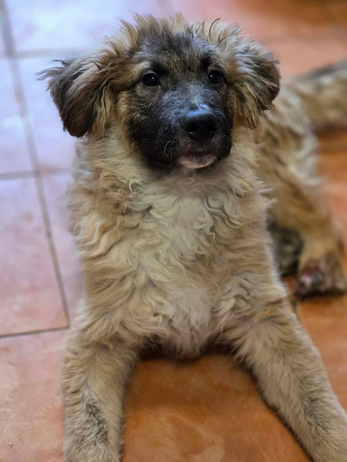 Mitru Foto 18