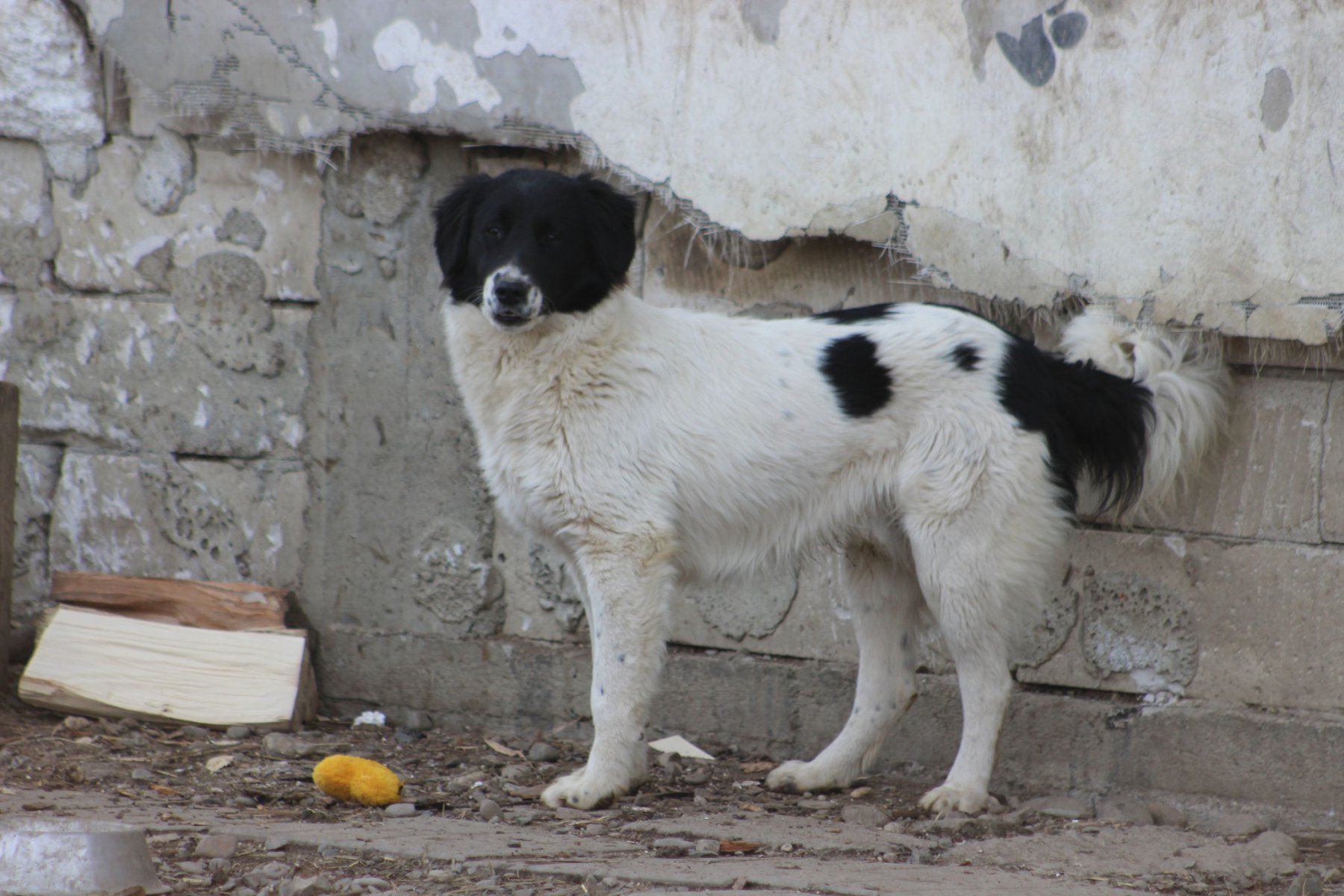 Grivei Foto 14