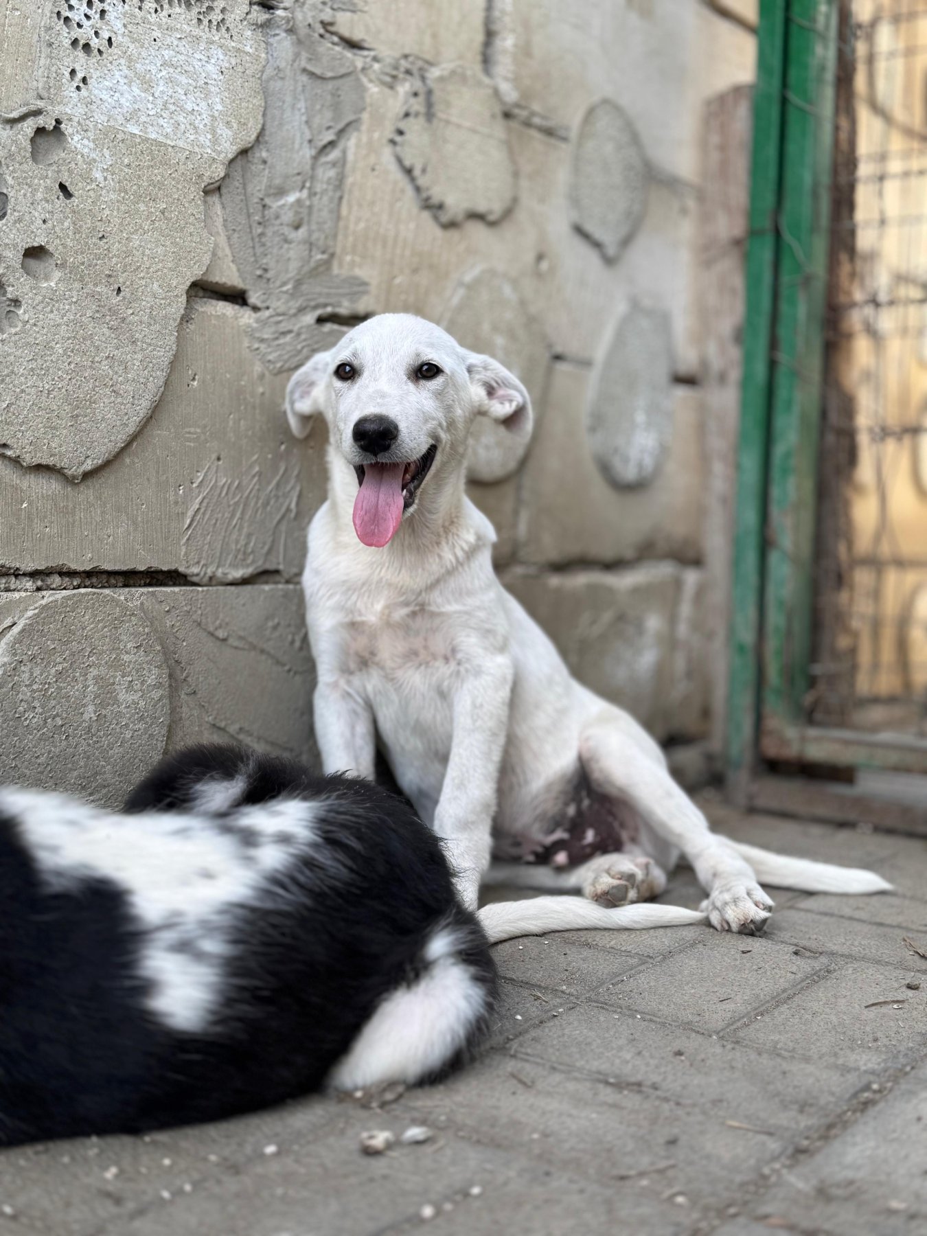 Idefix Foto 2