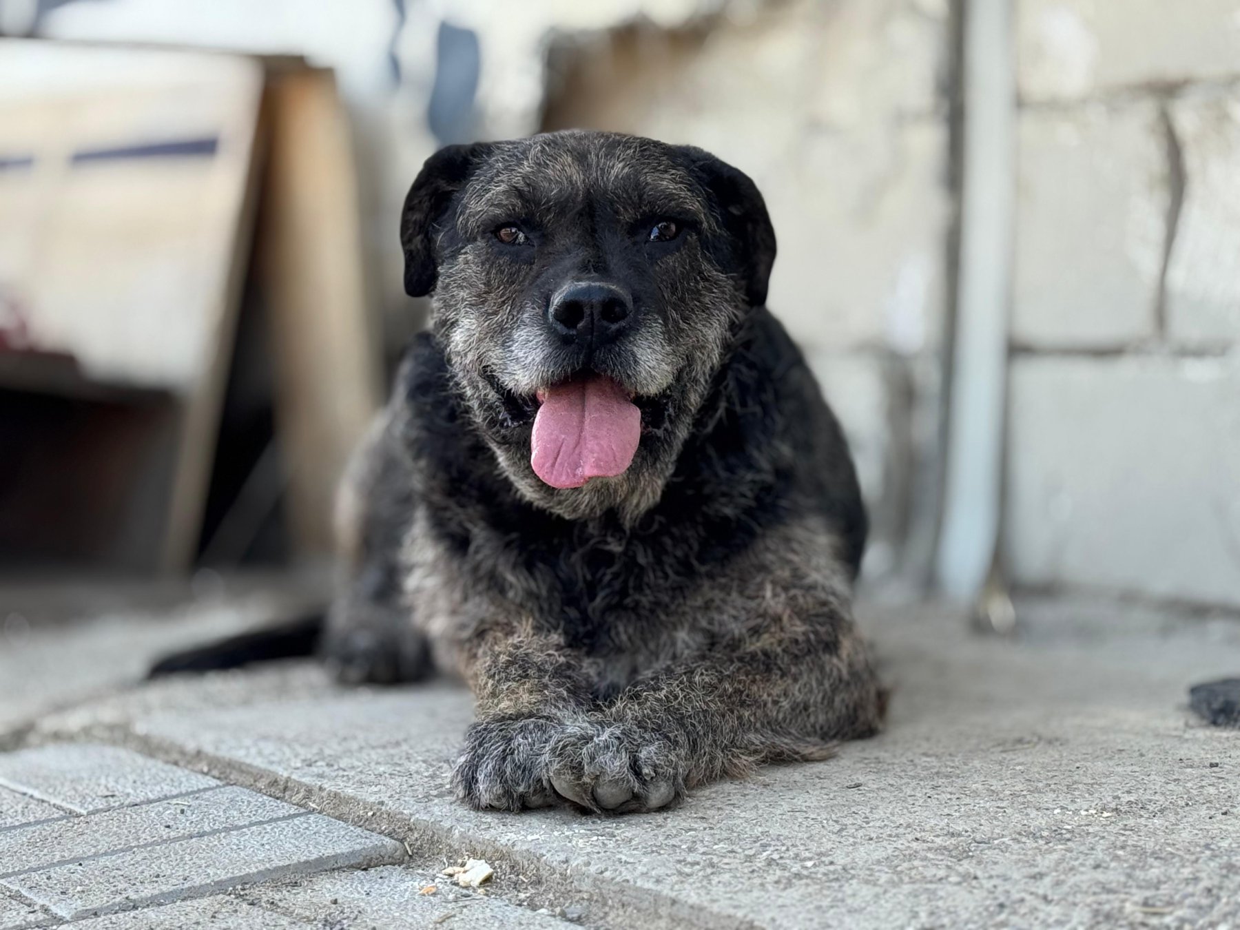 Mojo
