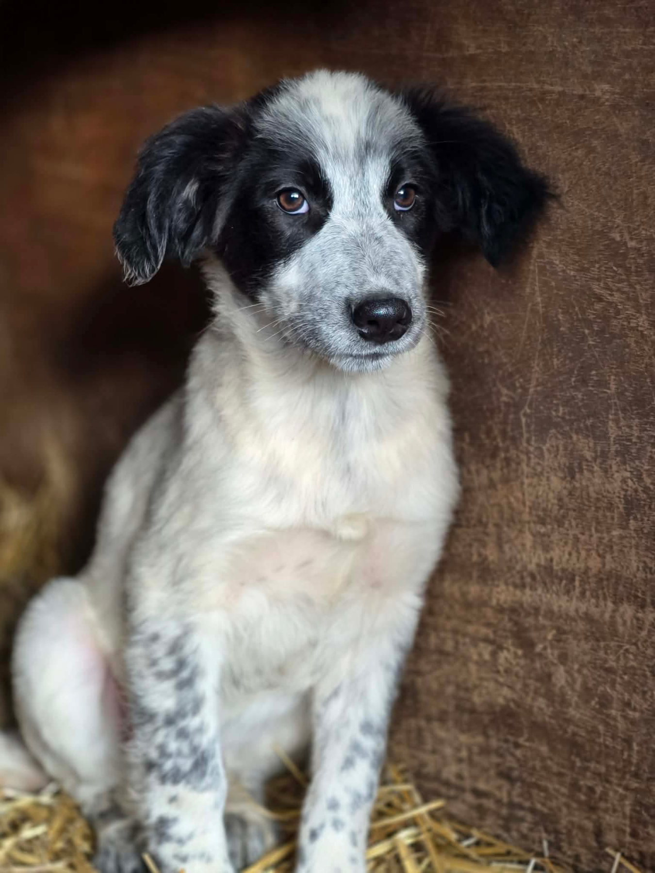 Indi Foto 14
