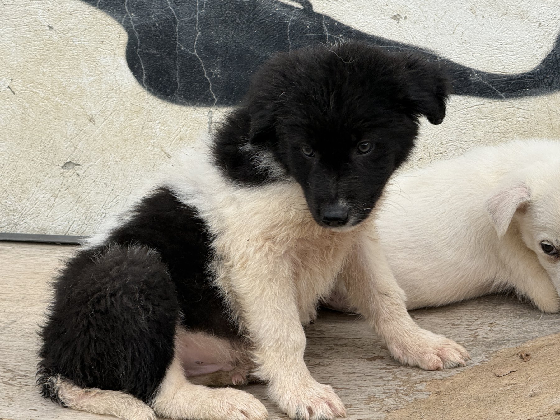 Obelix Foto 12