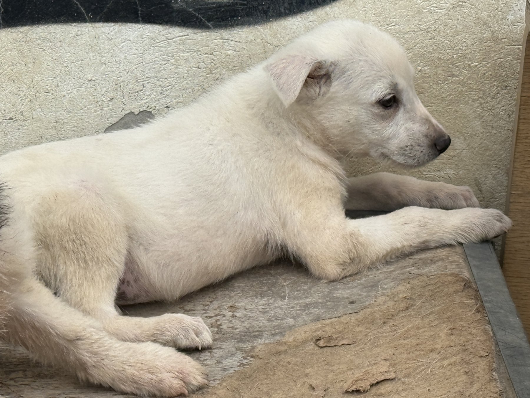 Idefix Foto 4