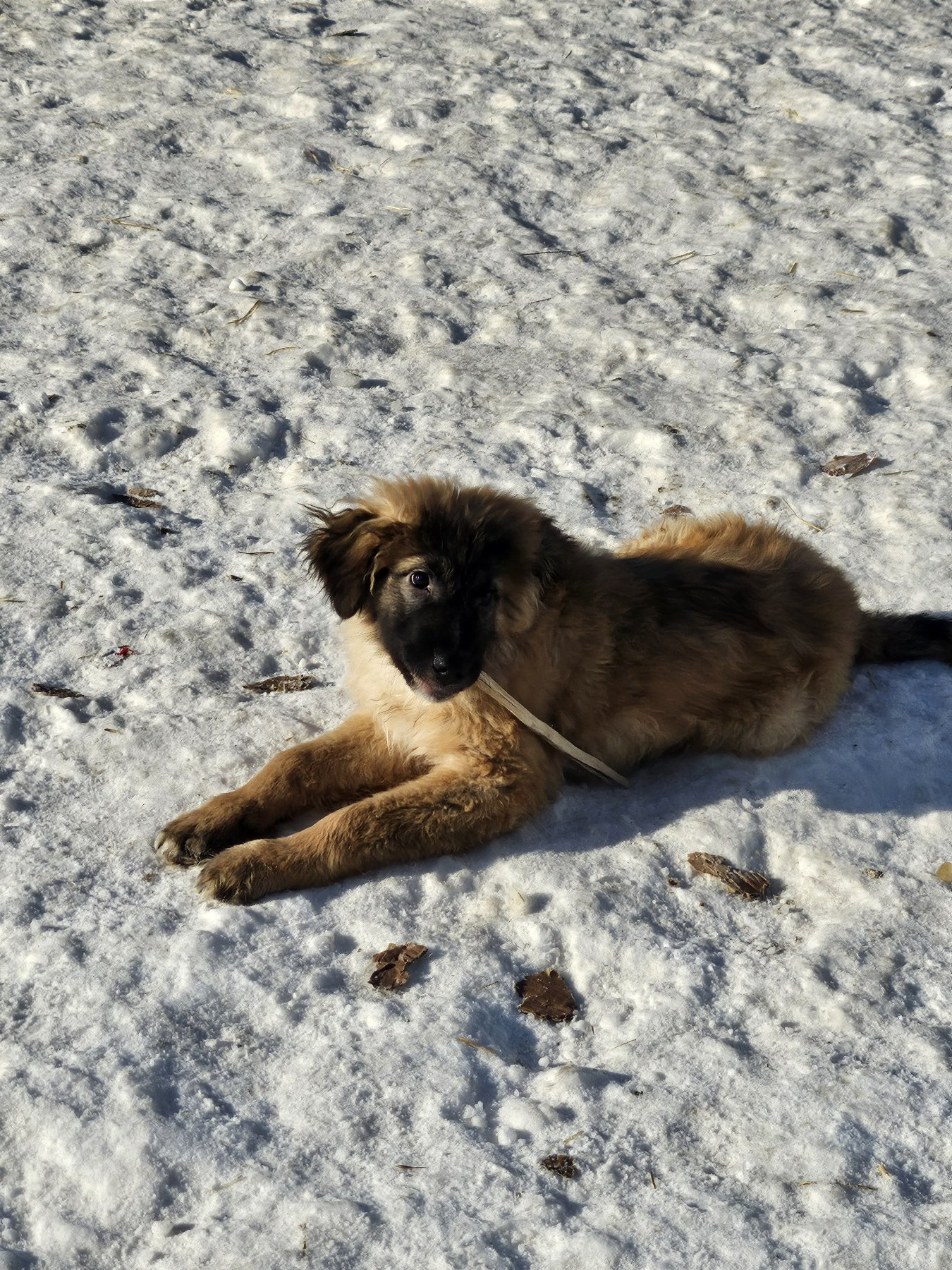 Mitru Foto 22