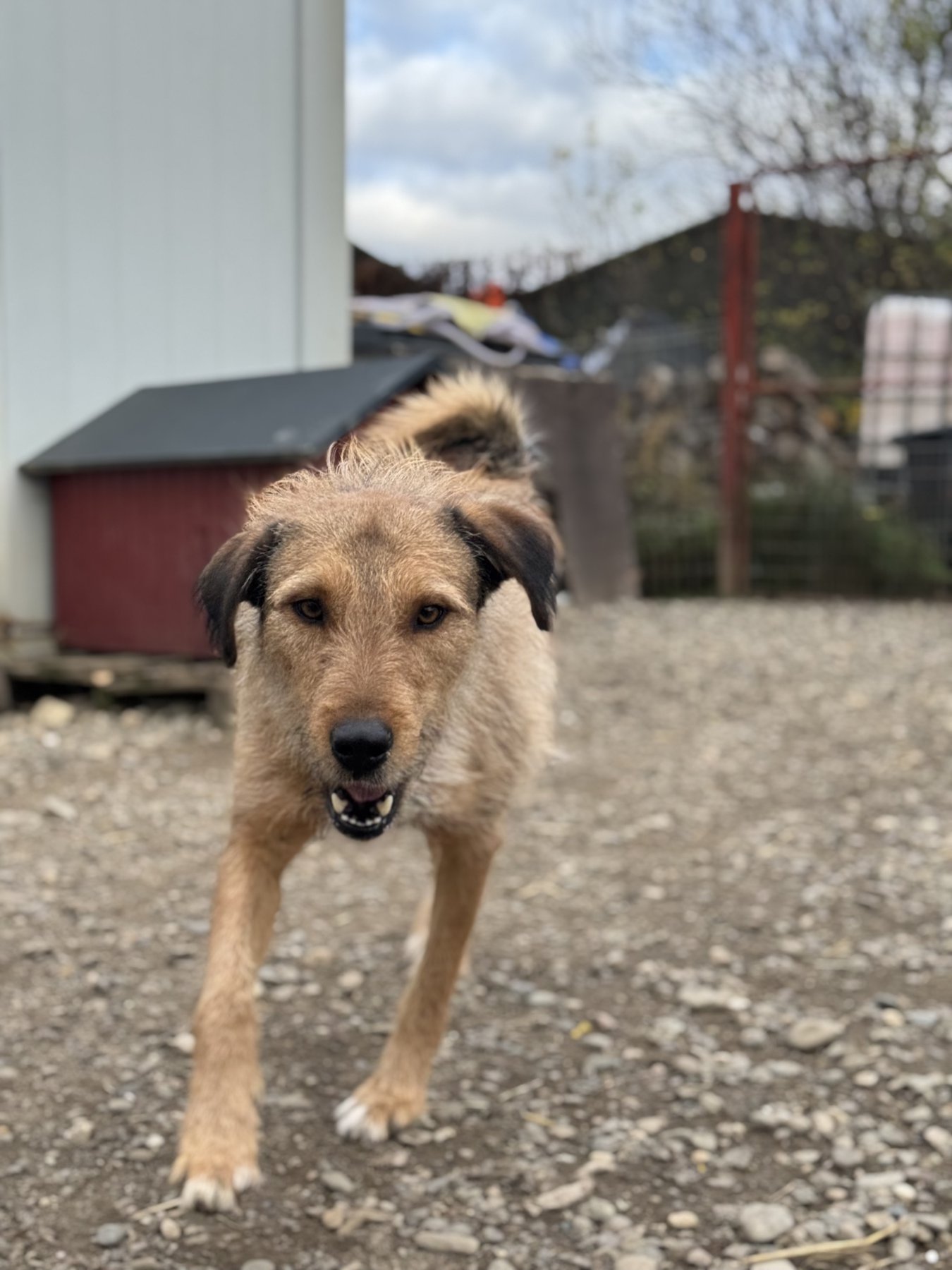 Oscar