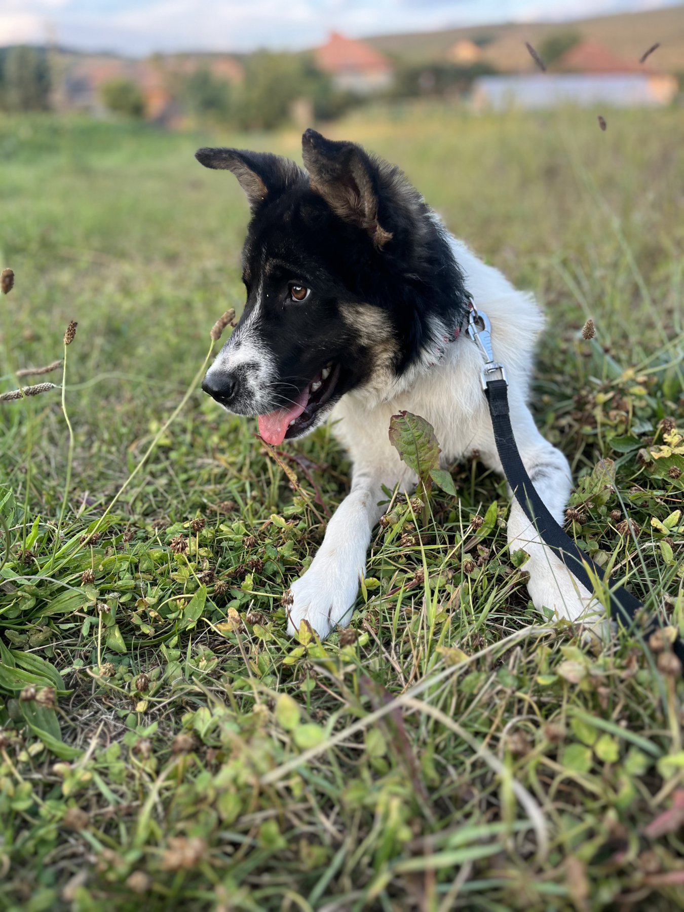 Ozzy Foto 16