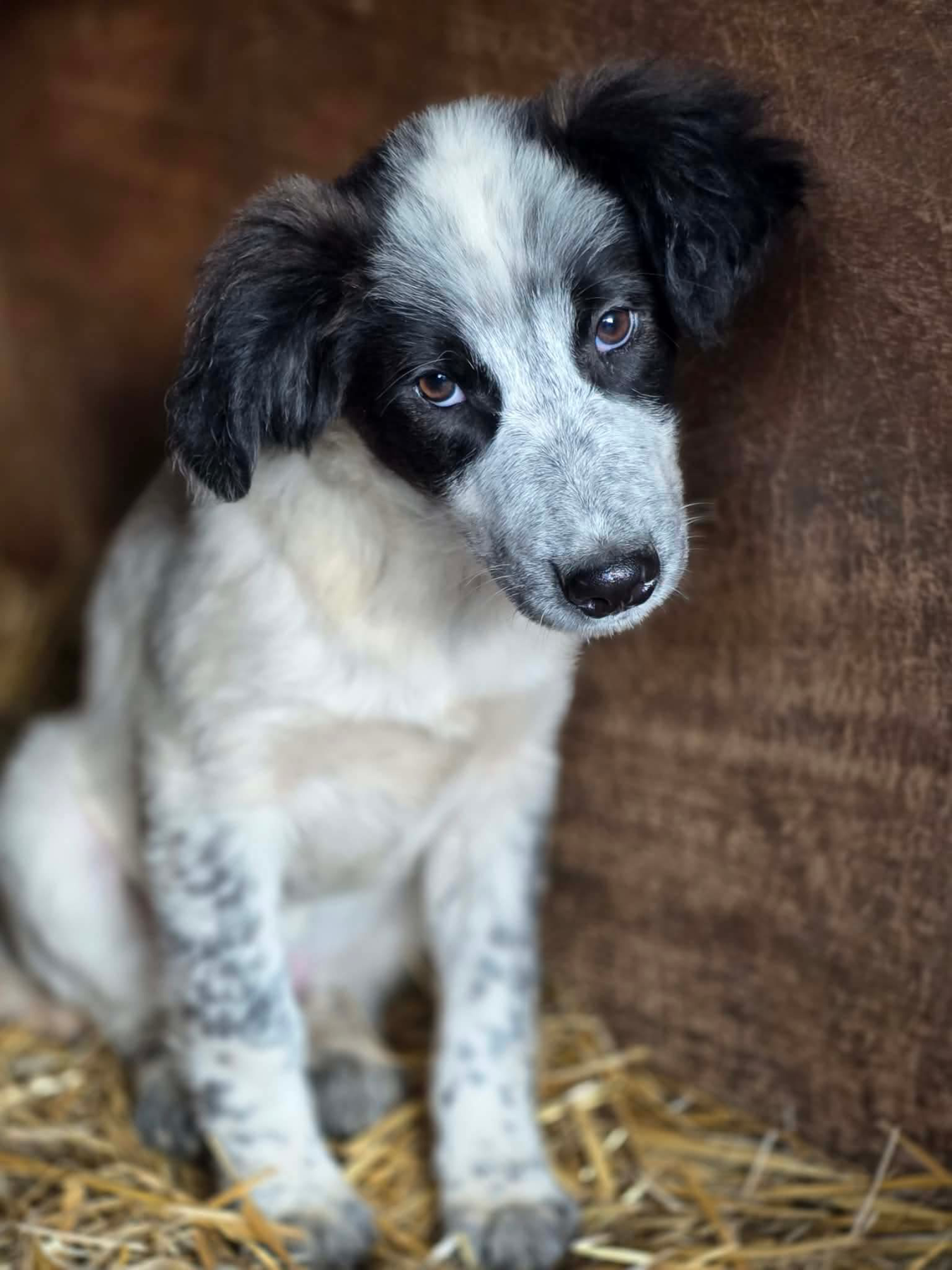 Indi Foto 15