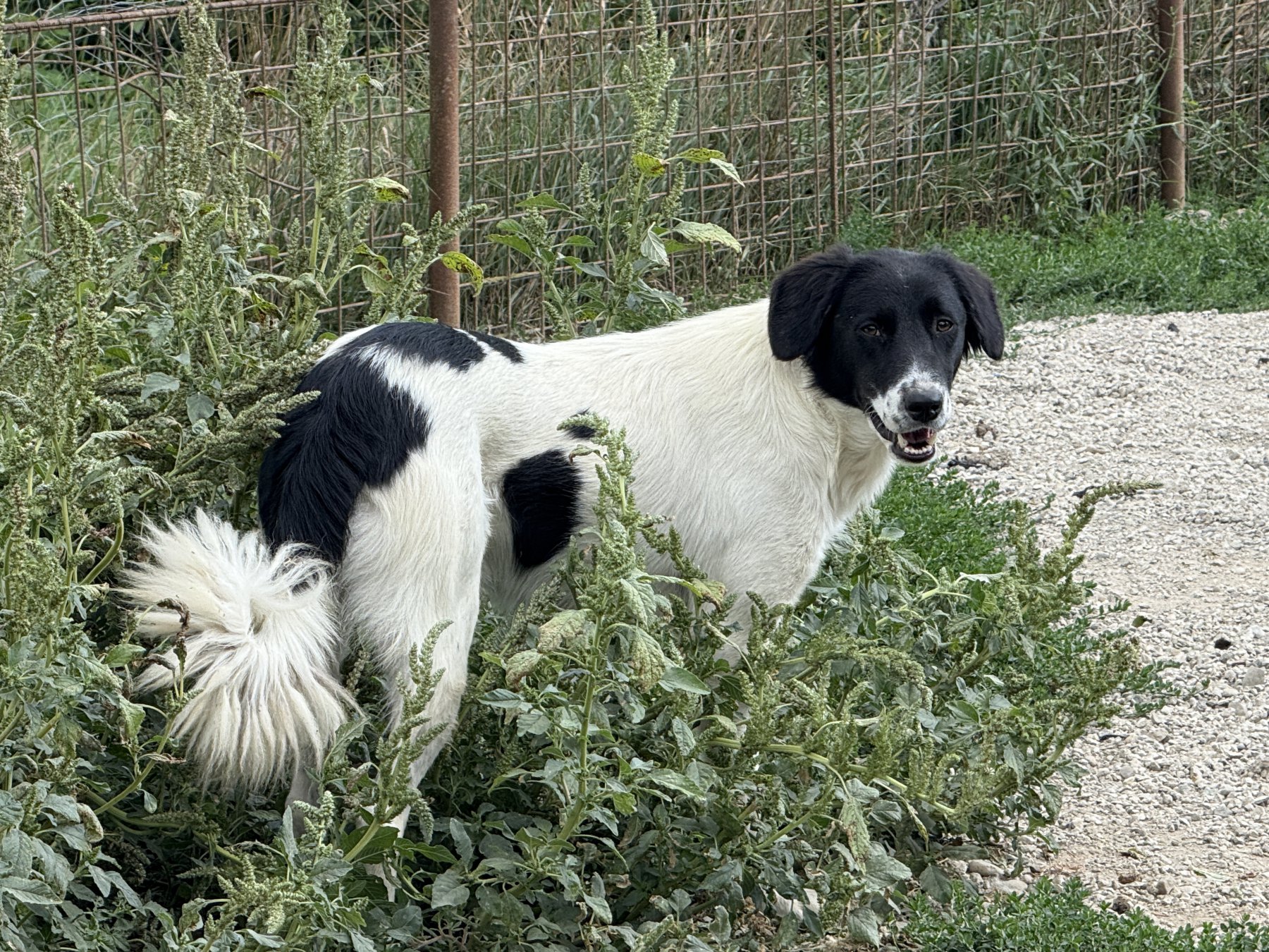 Grivei Foto 11