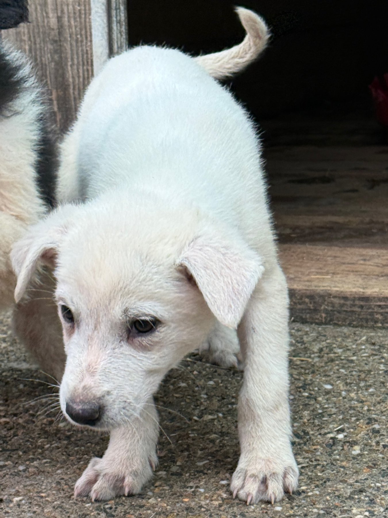 Idefix Foto 5