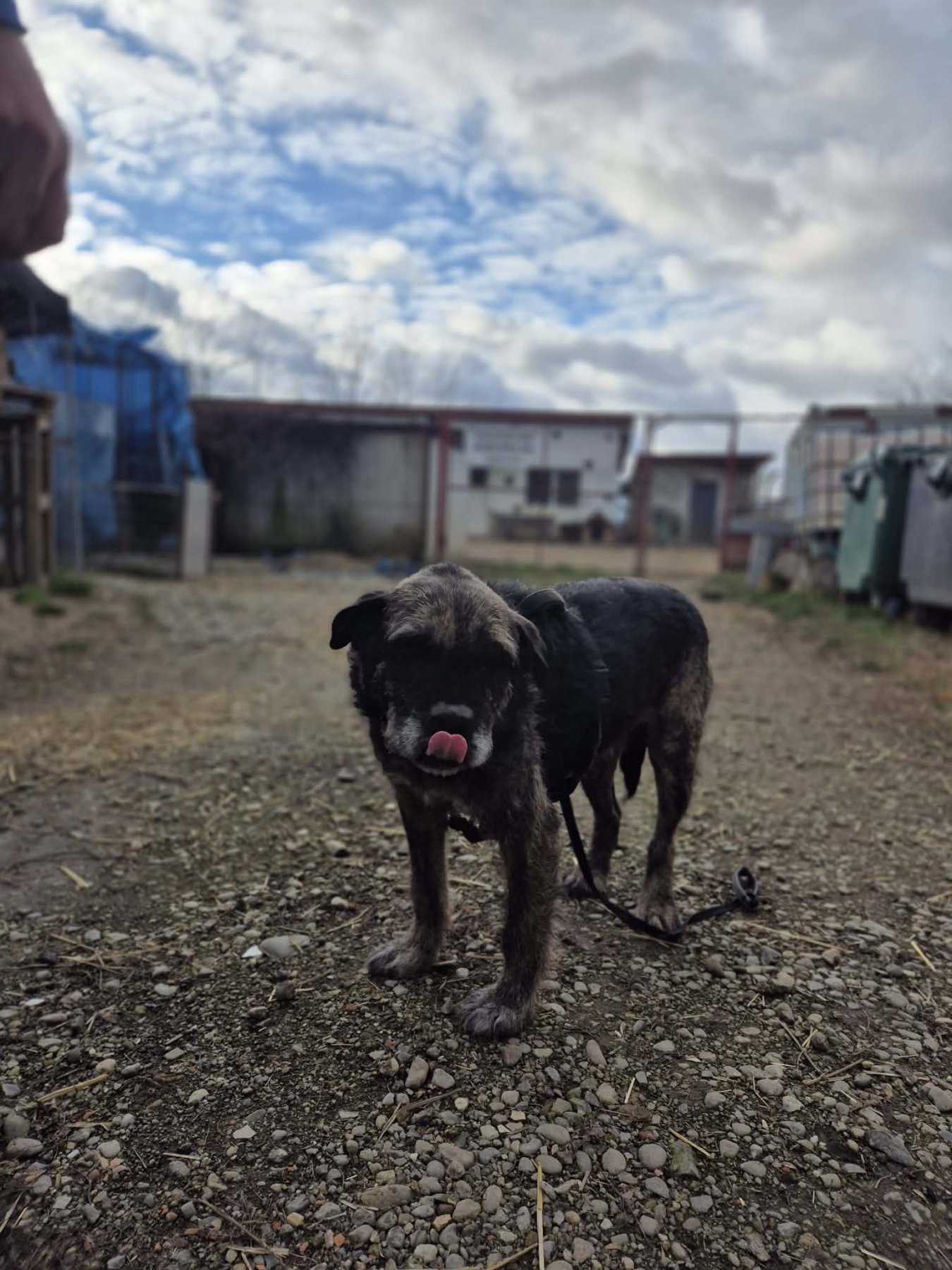 Mojo Foto 20