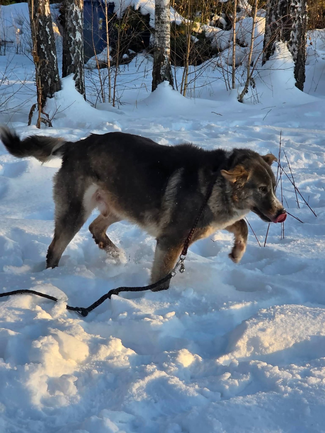 Tyson Foto 20