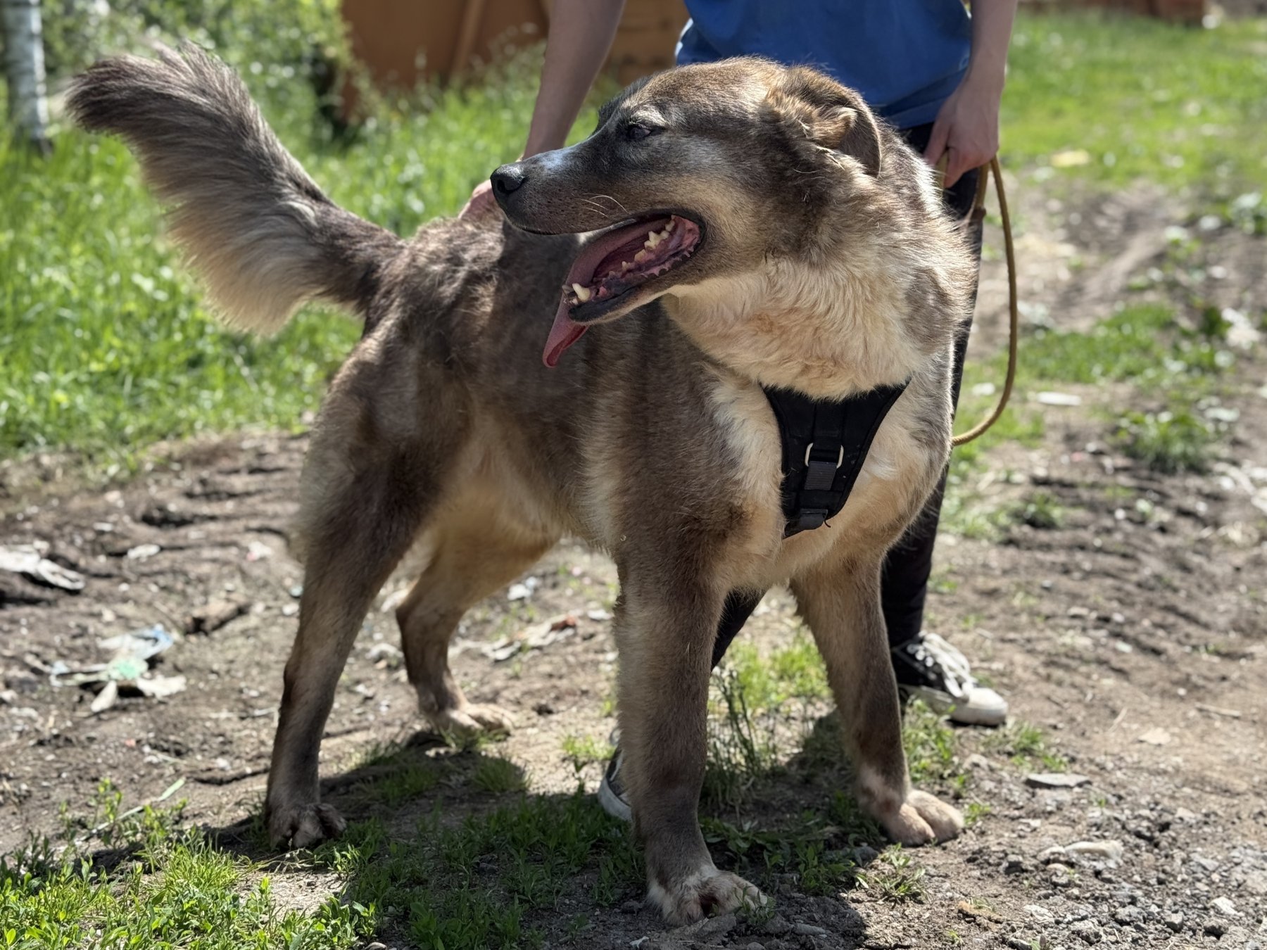 Tyson Foto 7