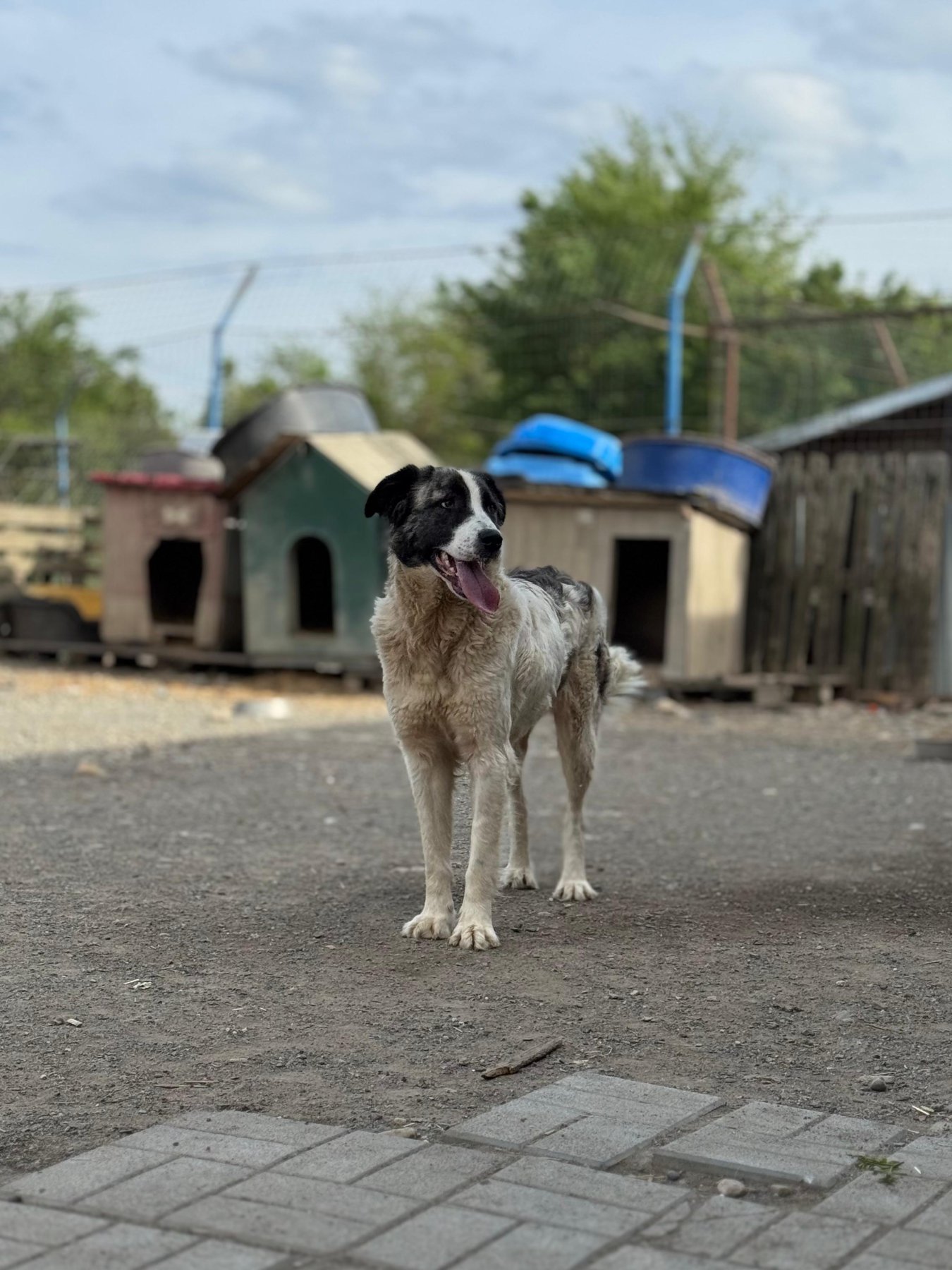 Dakota Foto 6