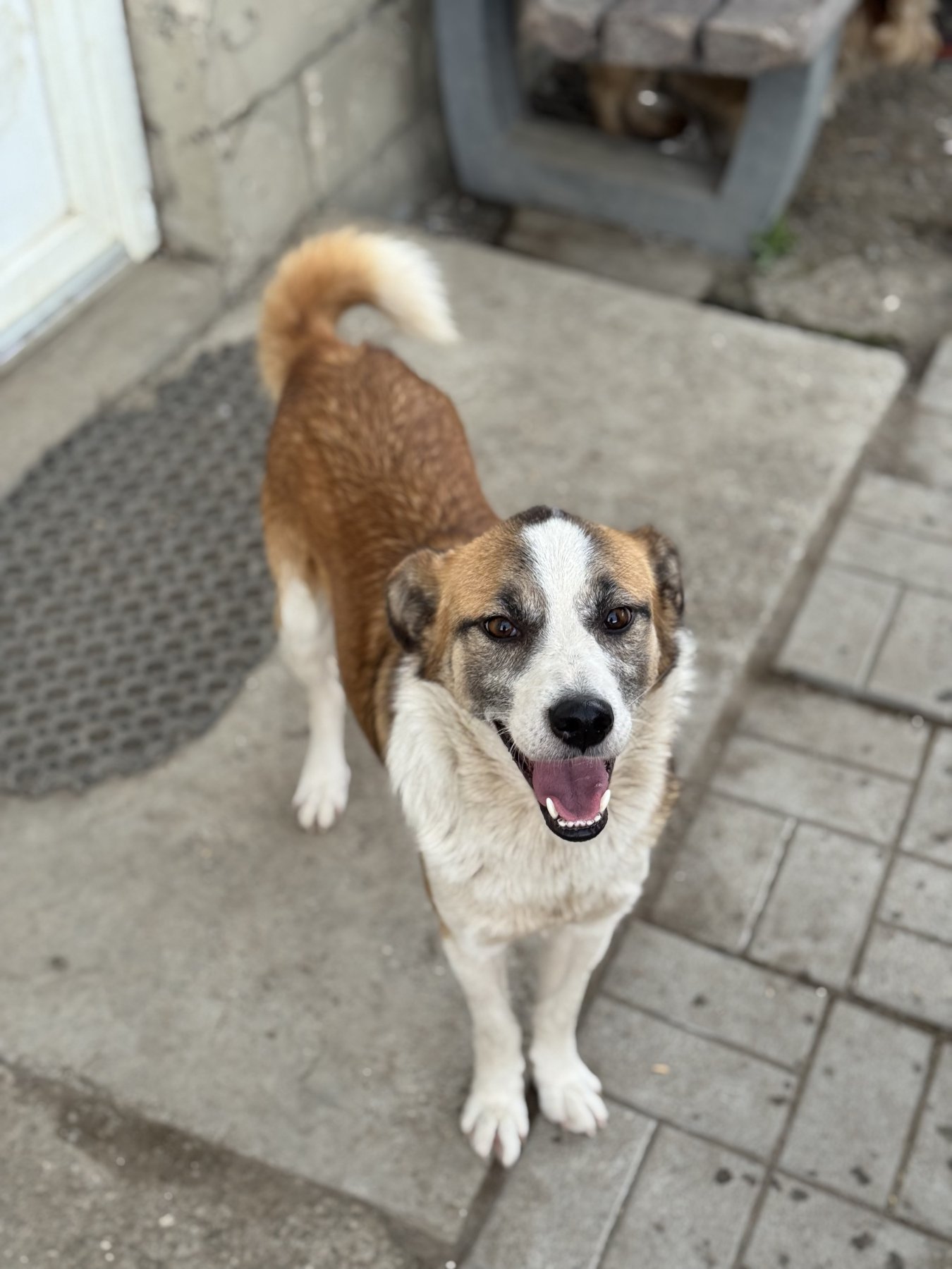 Bilbo