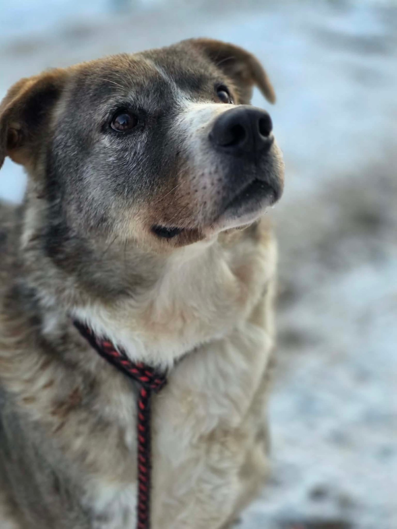 Tyson Foto 11