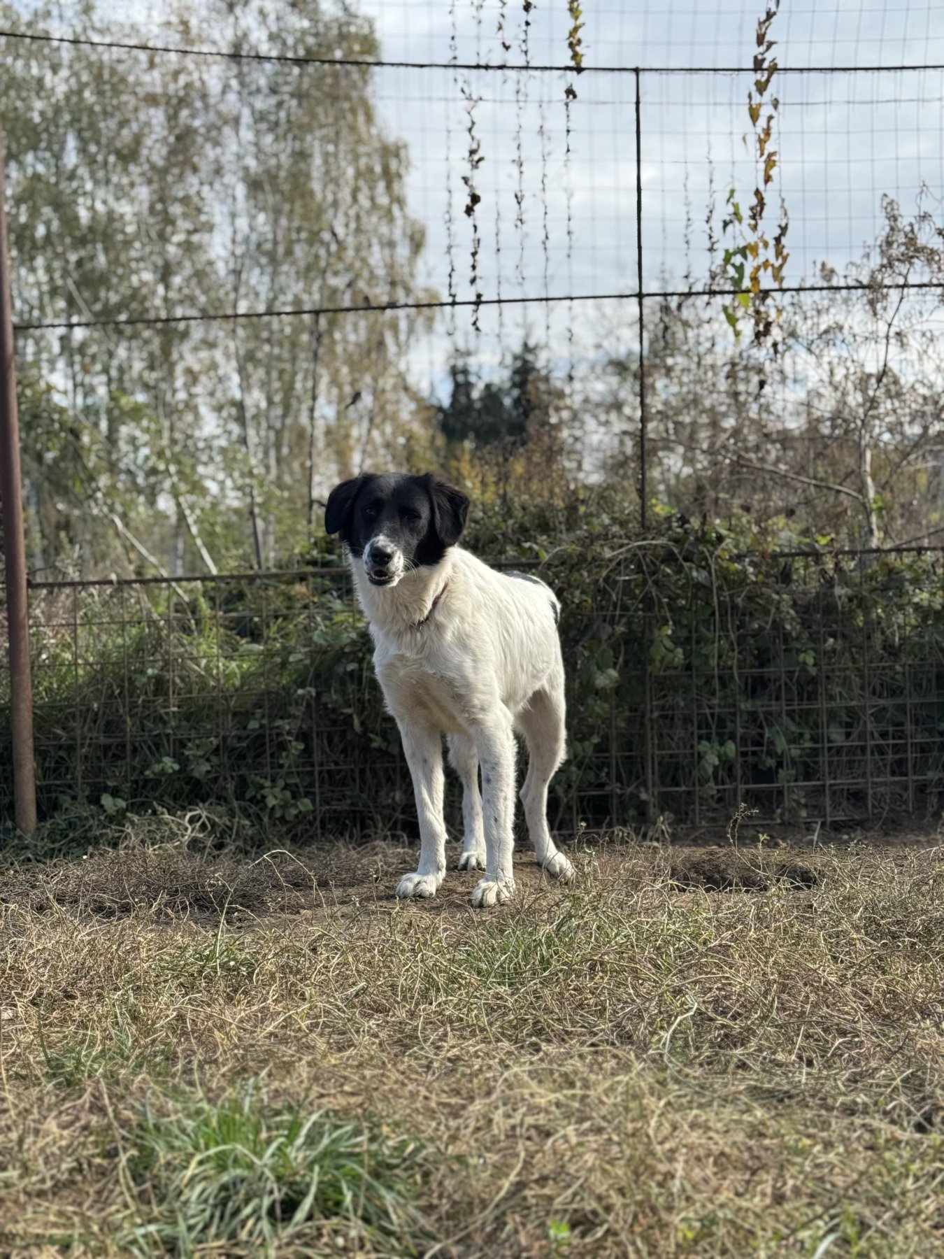 Grivei Foto 4