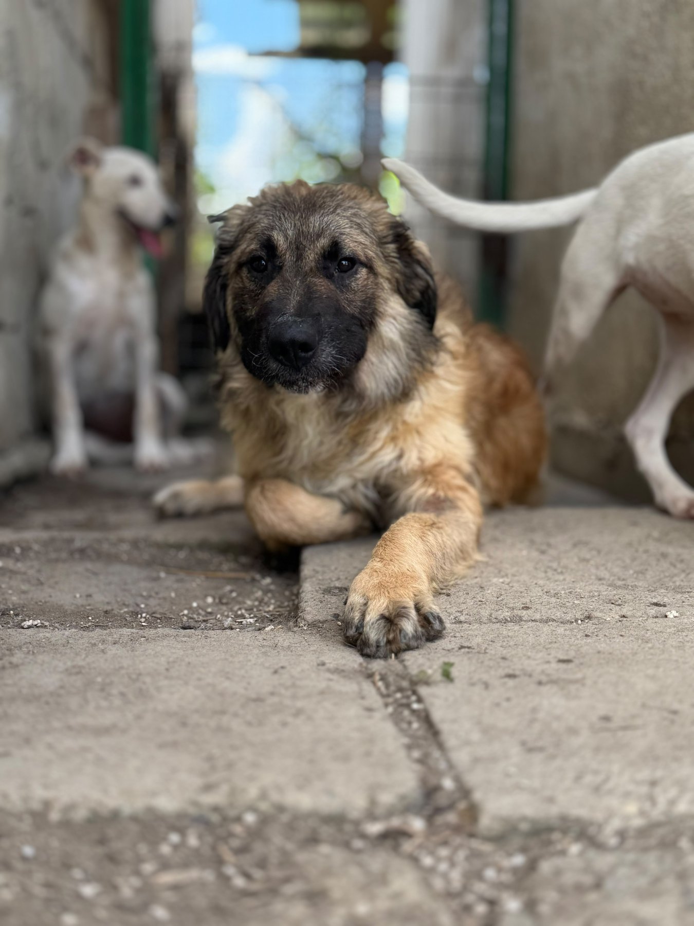 Mitru Foto 4