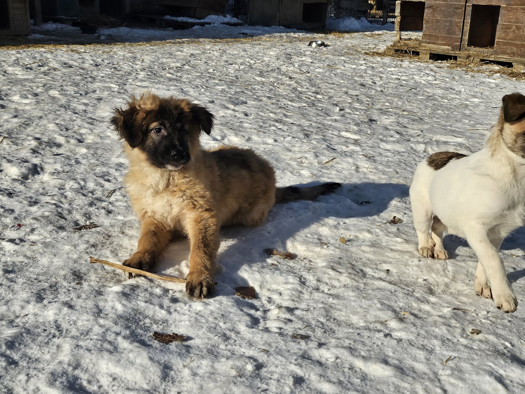 Mitru Foto 21