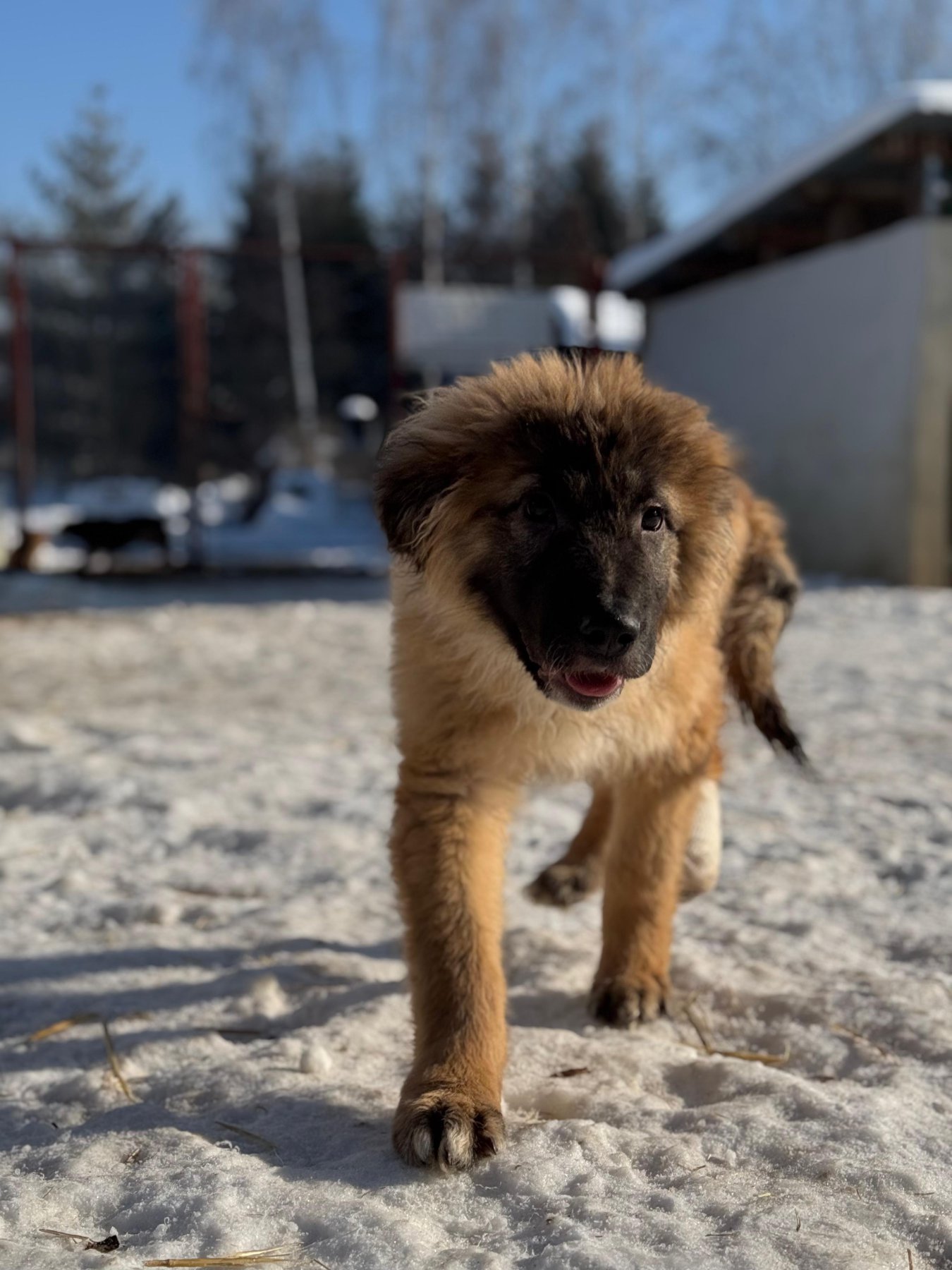Mitru Foto 25