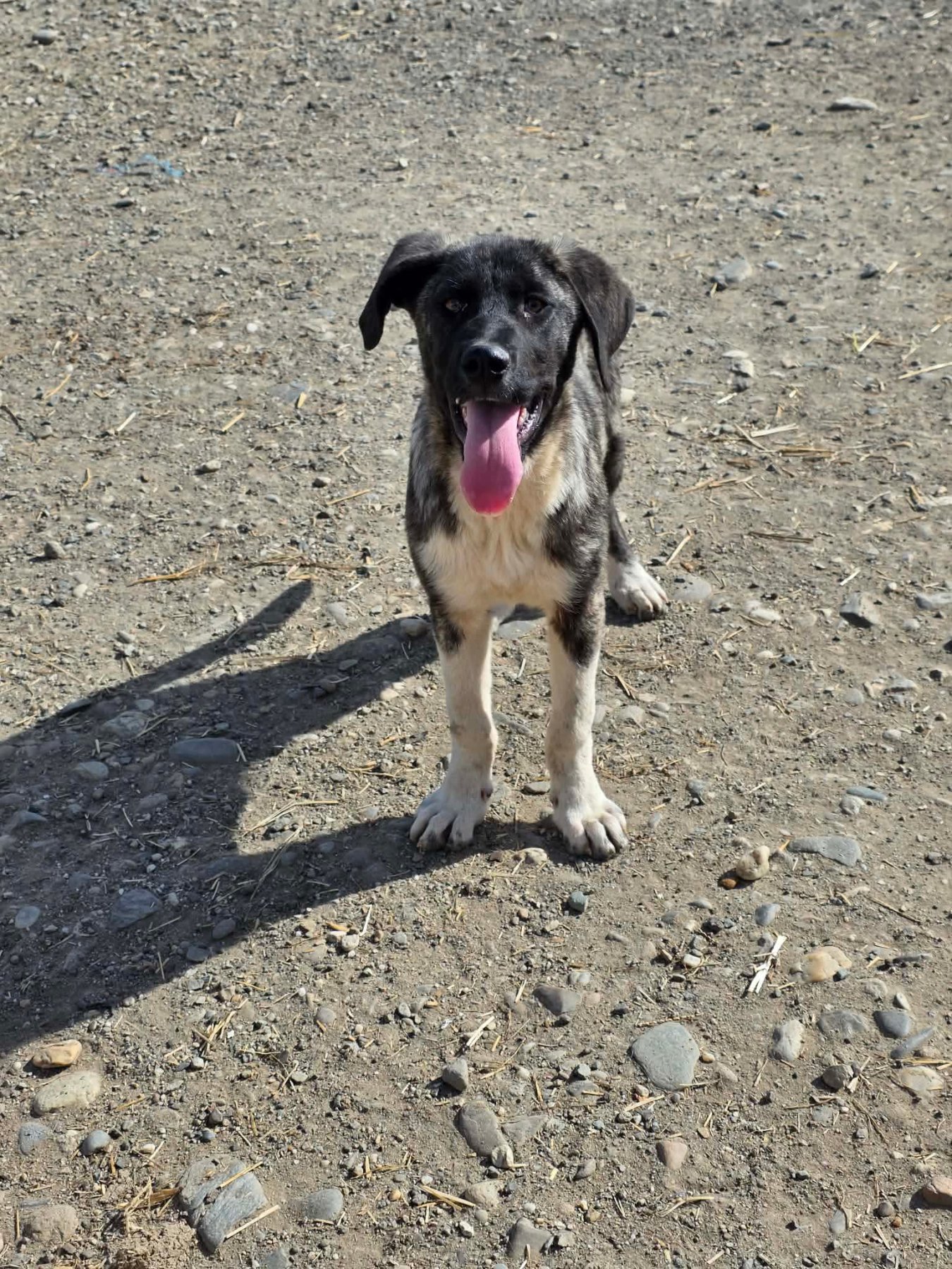 Ambra Foto 12